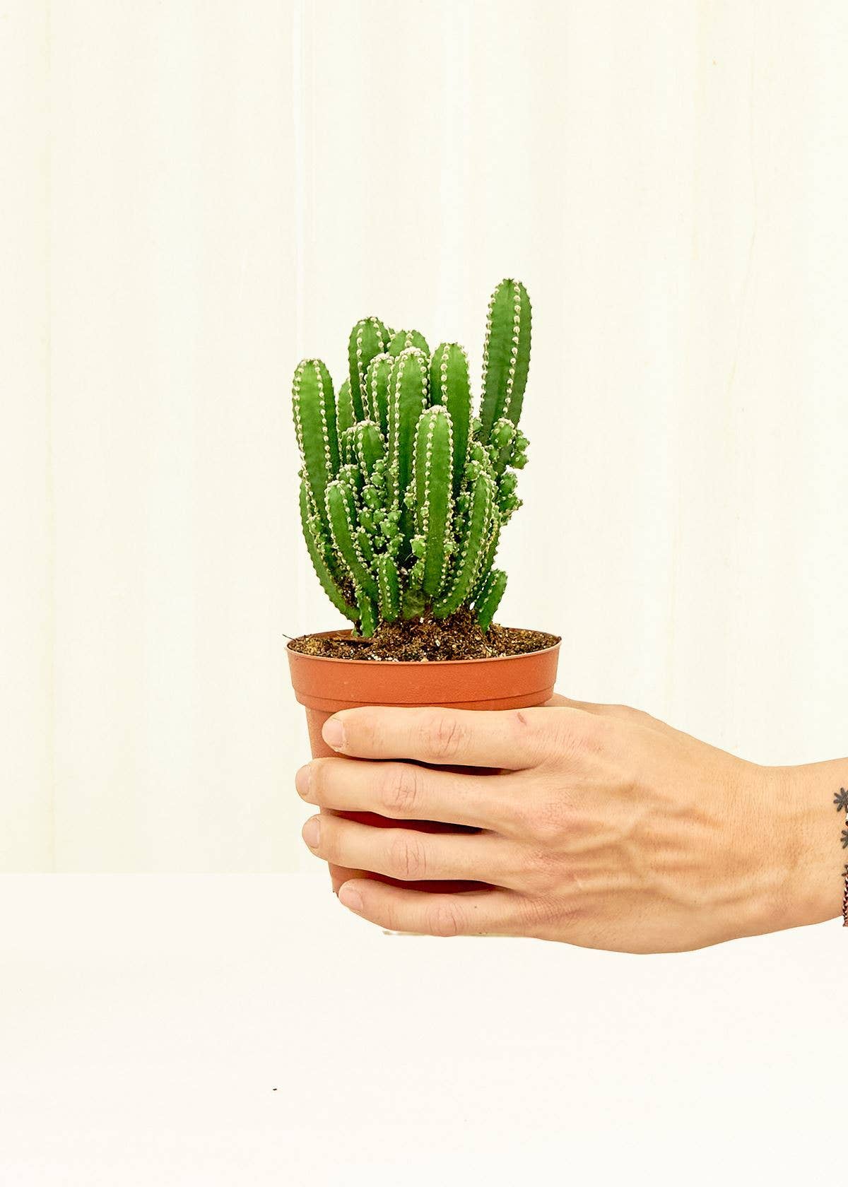 Fairy Castle Cactus (4" Pot)