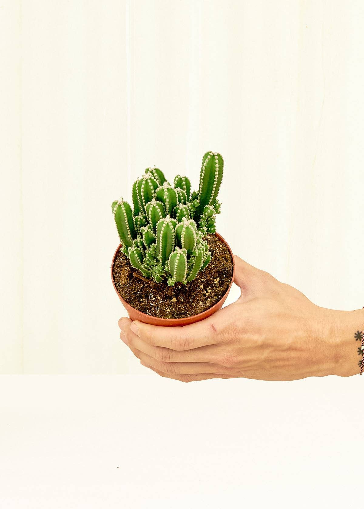 Fairy Castle Cactus (4" Pot)