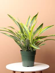 Dracaena Lemon Lime