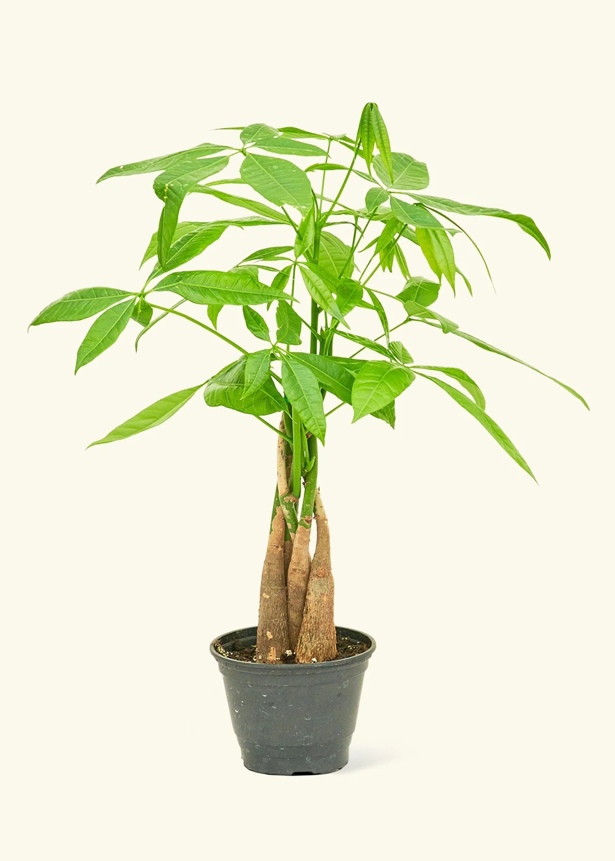 4” Money Tree