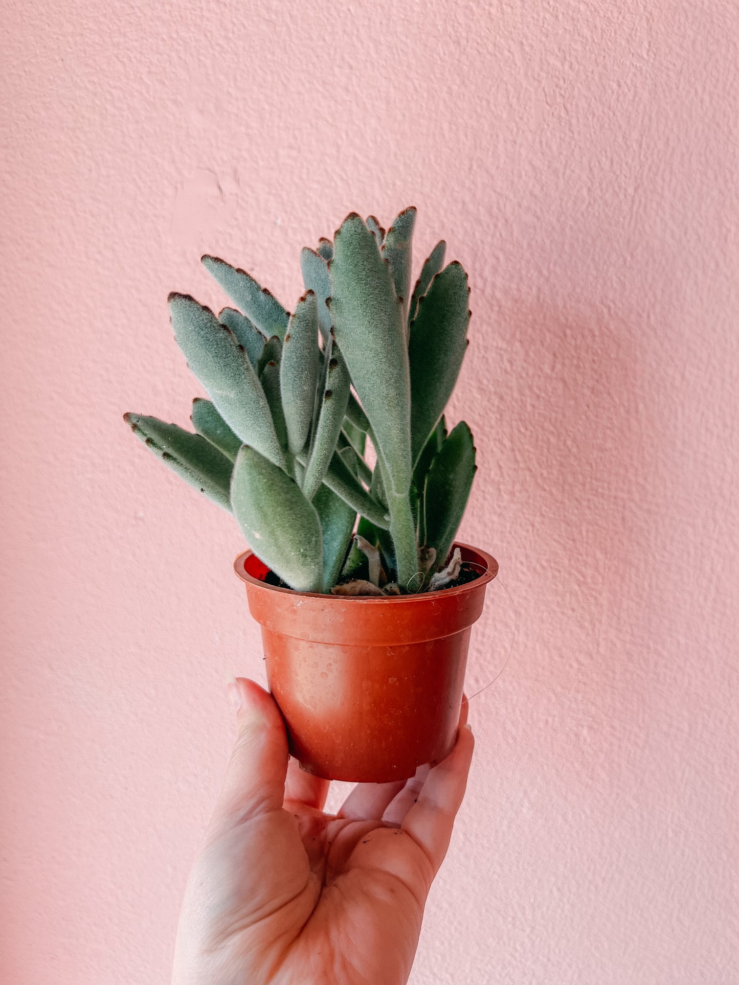 4” Panda Silver Plant