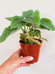 4” Pilea Moon Valley