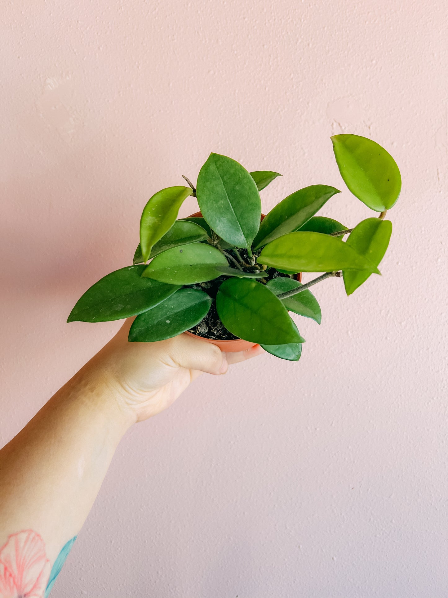 4” Hoya Plant