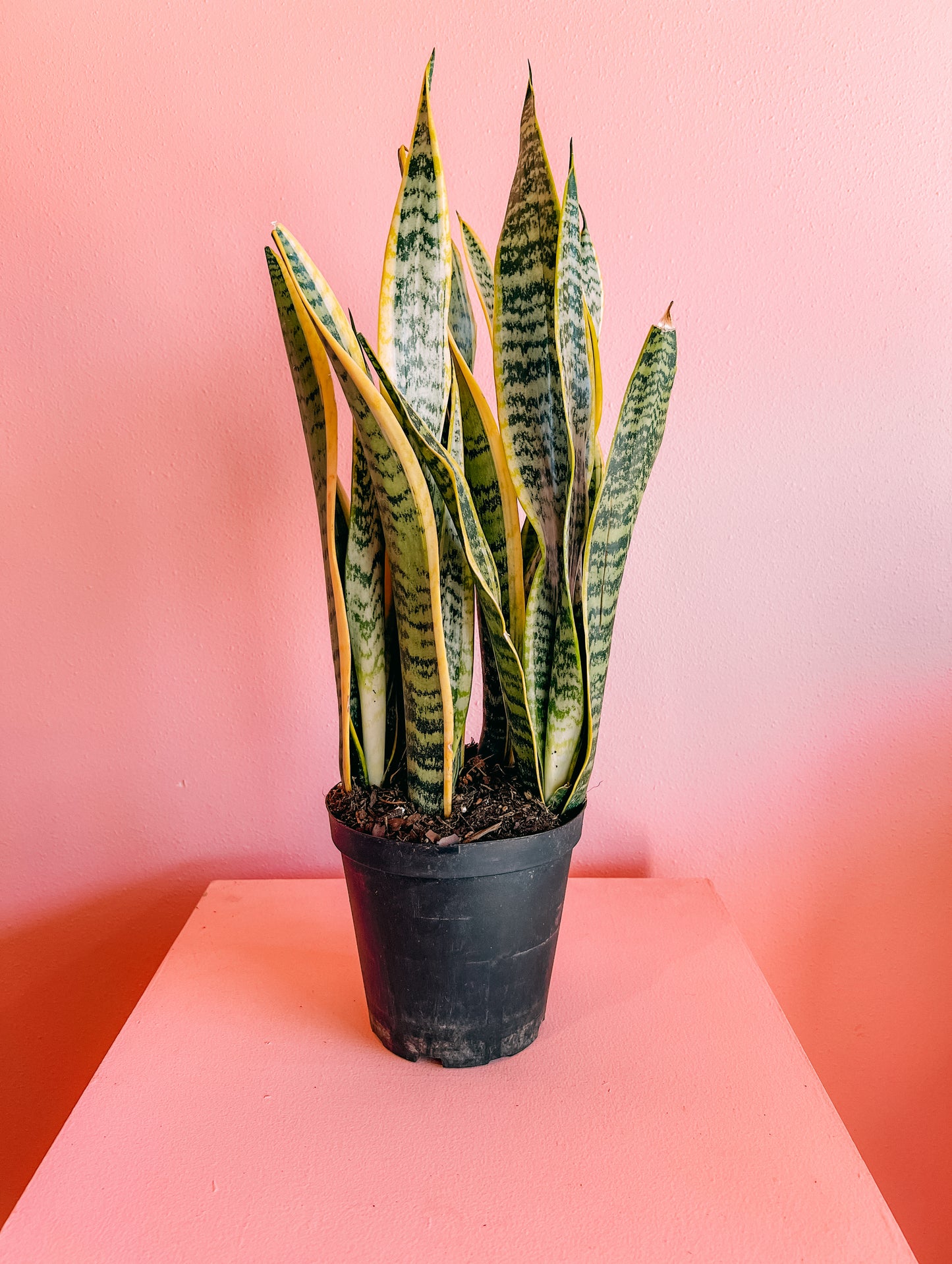 6” Snake Plants