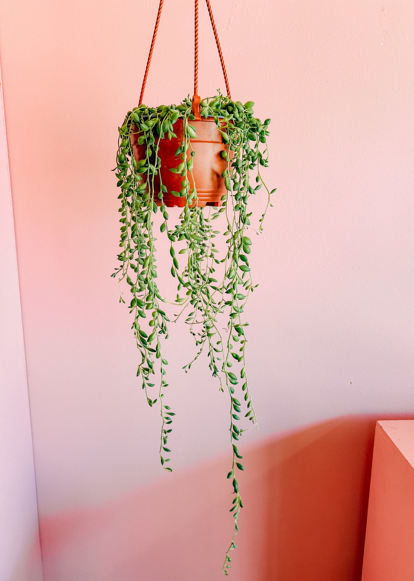 6” String of Tears Hanging Pot