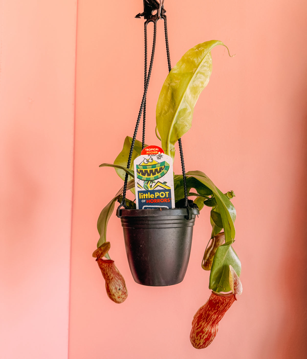 4” Hanging Pitcher Plant