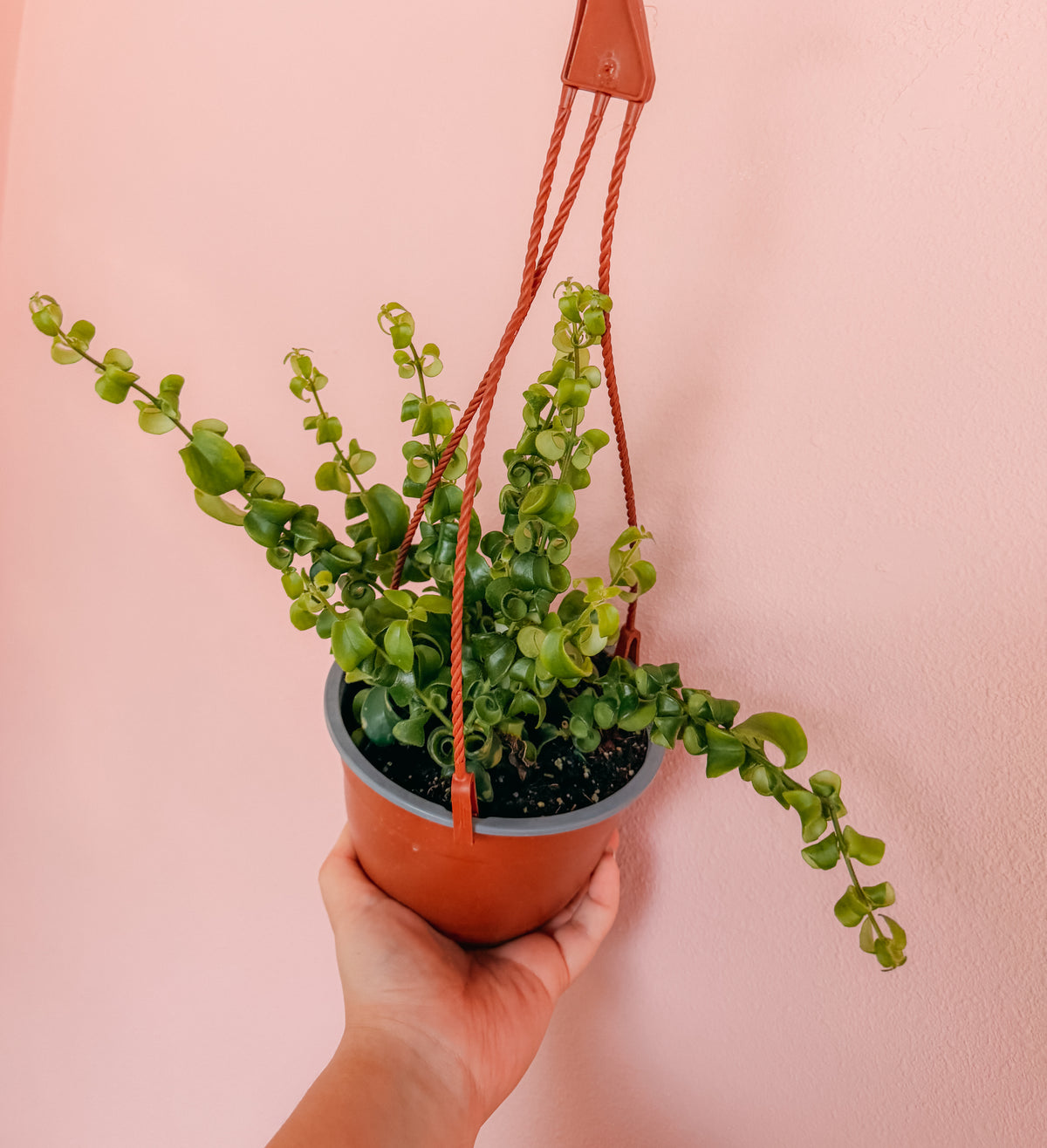 6” Hanging Curly Lipstick Plant