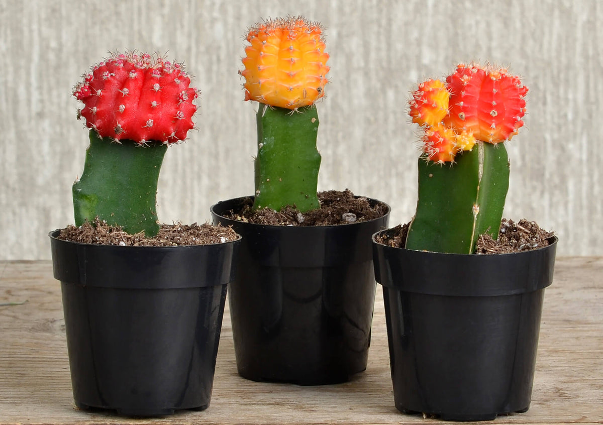 4” Grafted Cactus