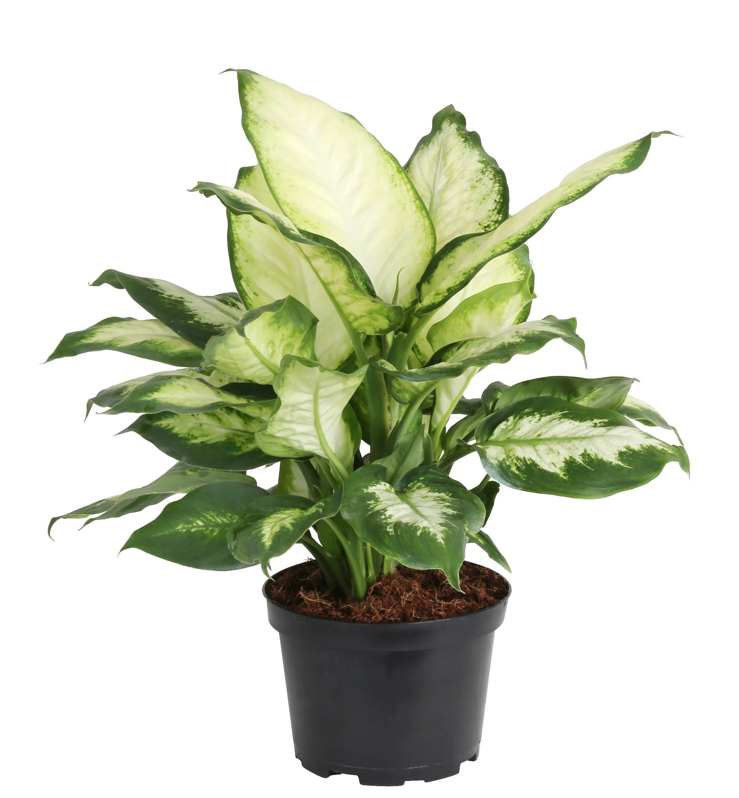 6” Dieffenbachia