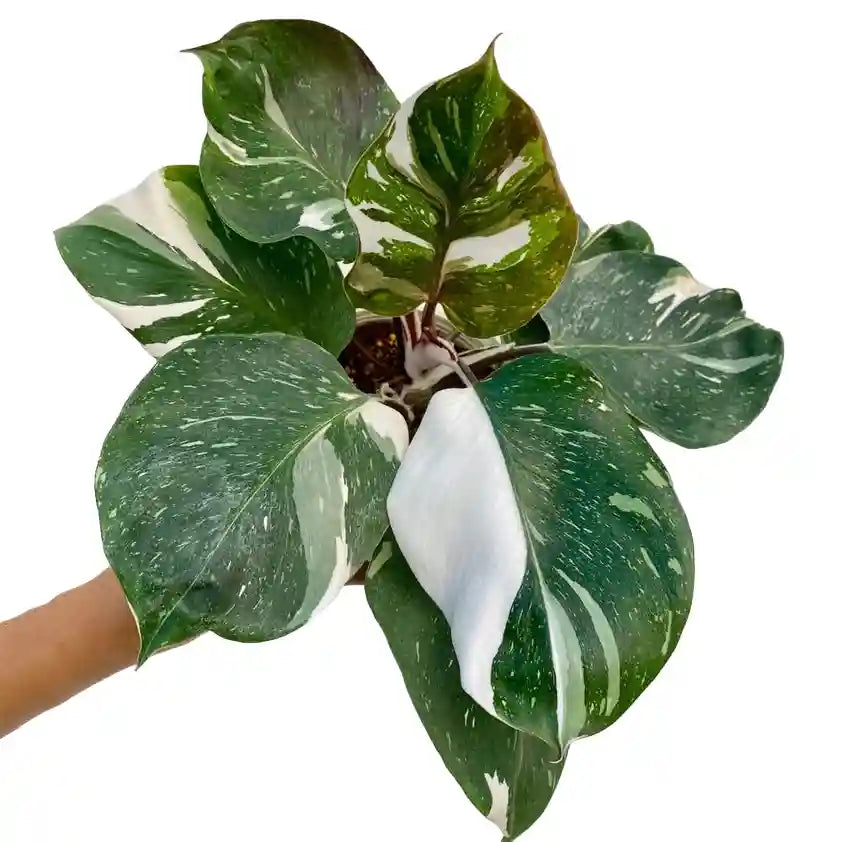6” White Knight Philodendron