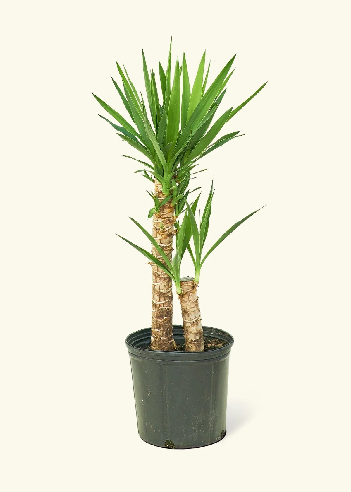 10” Yucca Tree