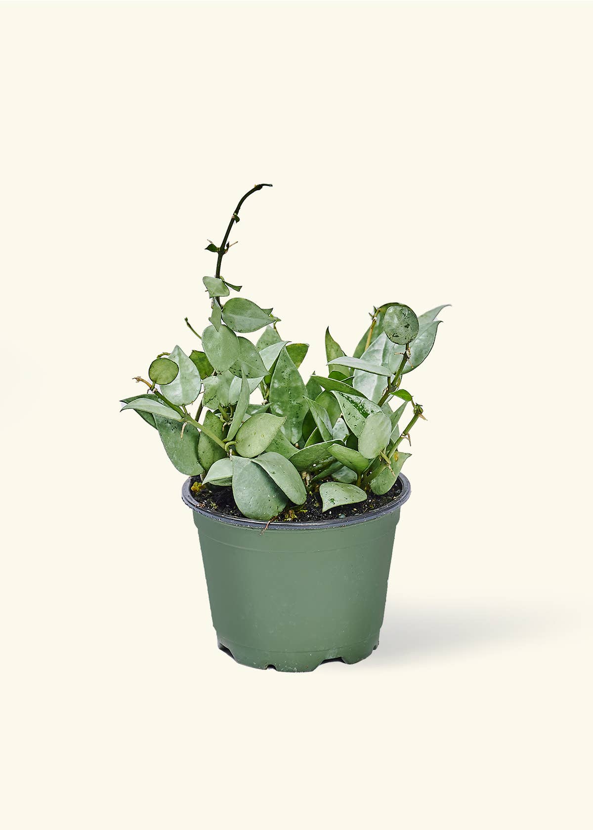 Hoya 'Arctic' (4" or 6" Pot)