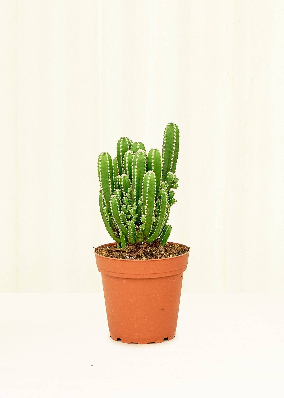 Fairy Castle Cactus (4" Pot)