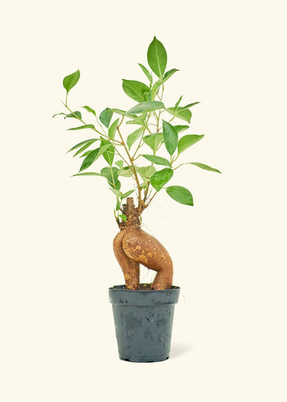 Ficus 'Ginseng' (6" Pot)