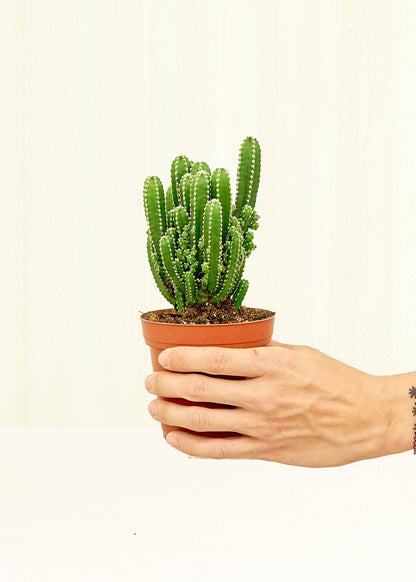 Fairy Castle Cactus (4" Pot)