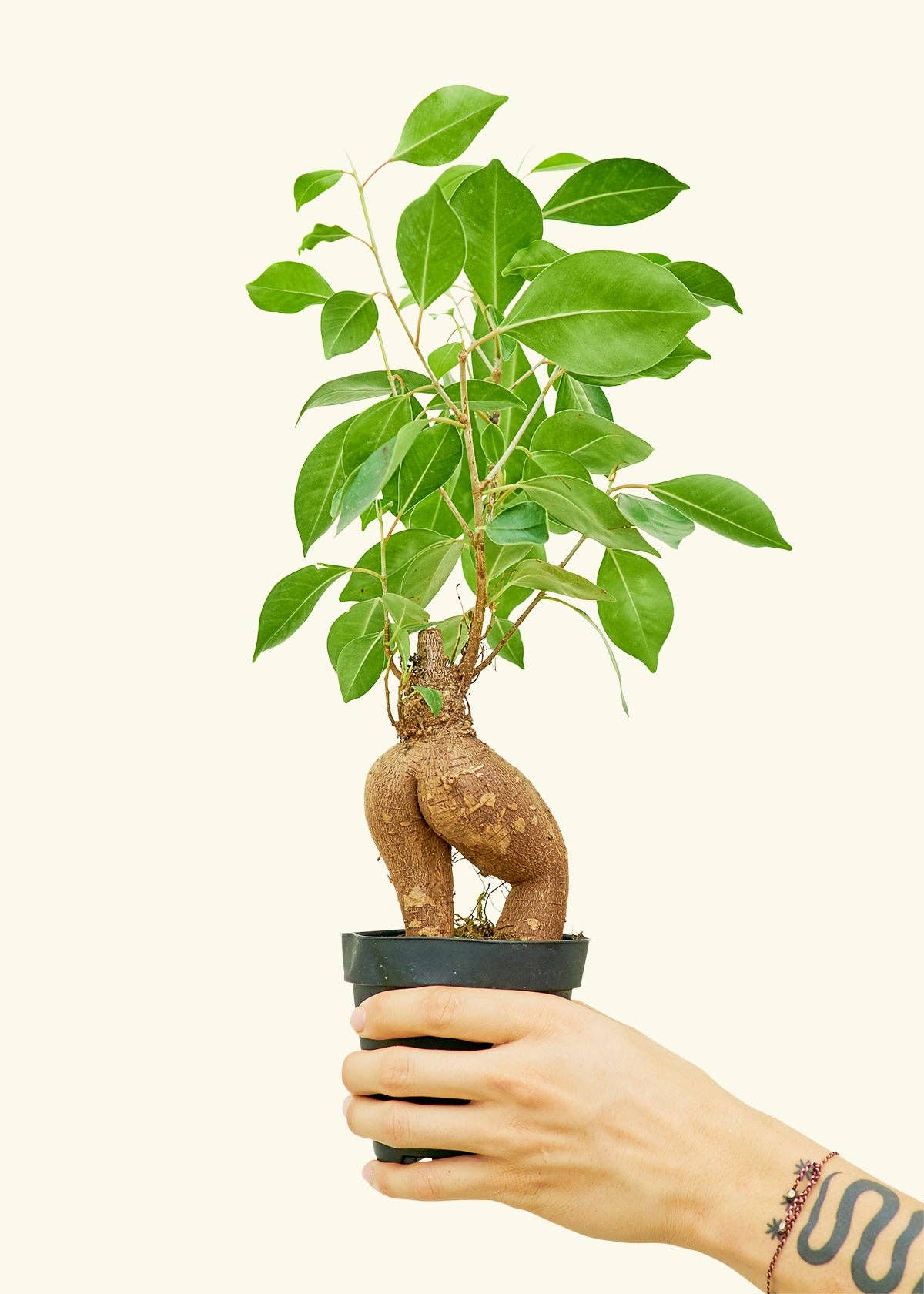 Ficus 'Ginseng' (6" Pot)