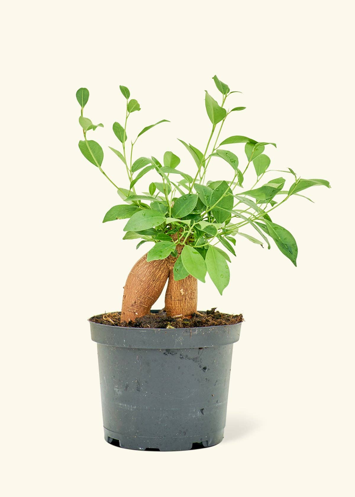Ficus 'Ginseng' (6" Pot)