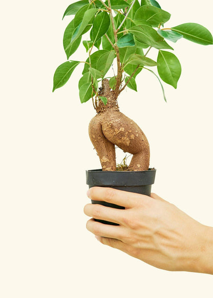 Ficus 'Ginseng' (6" Pot)