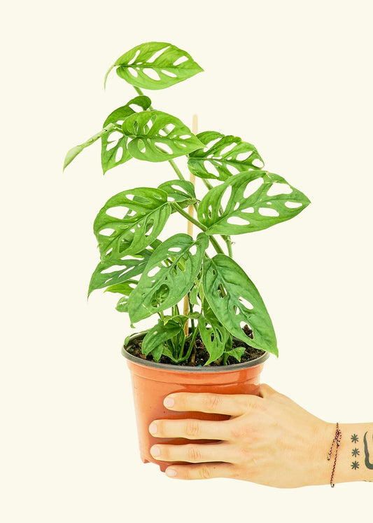 Swiss Cheese Monstera ( 4” Plant)