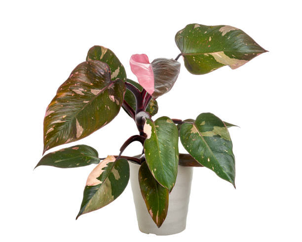 Pink Princess Philodendron