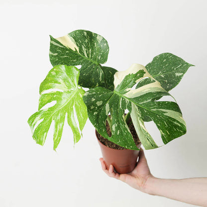 Thai Constellation Monstera