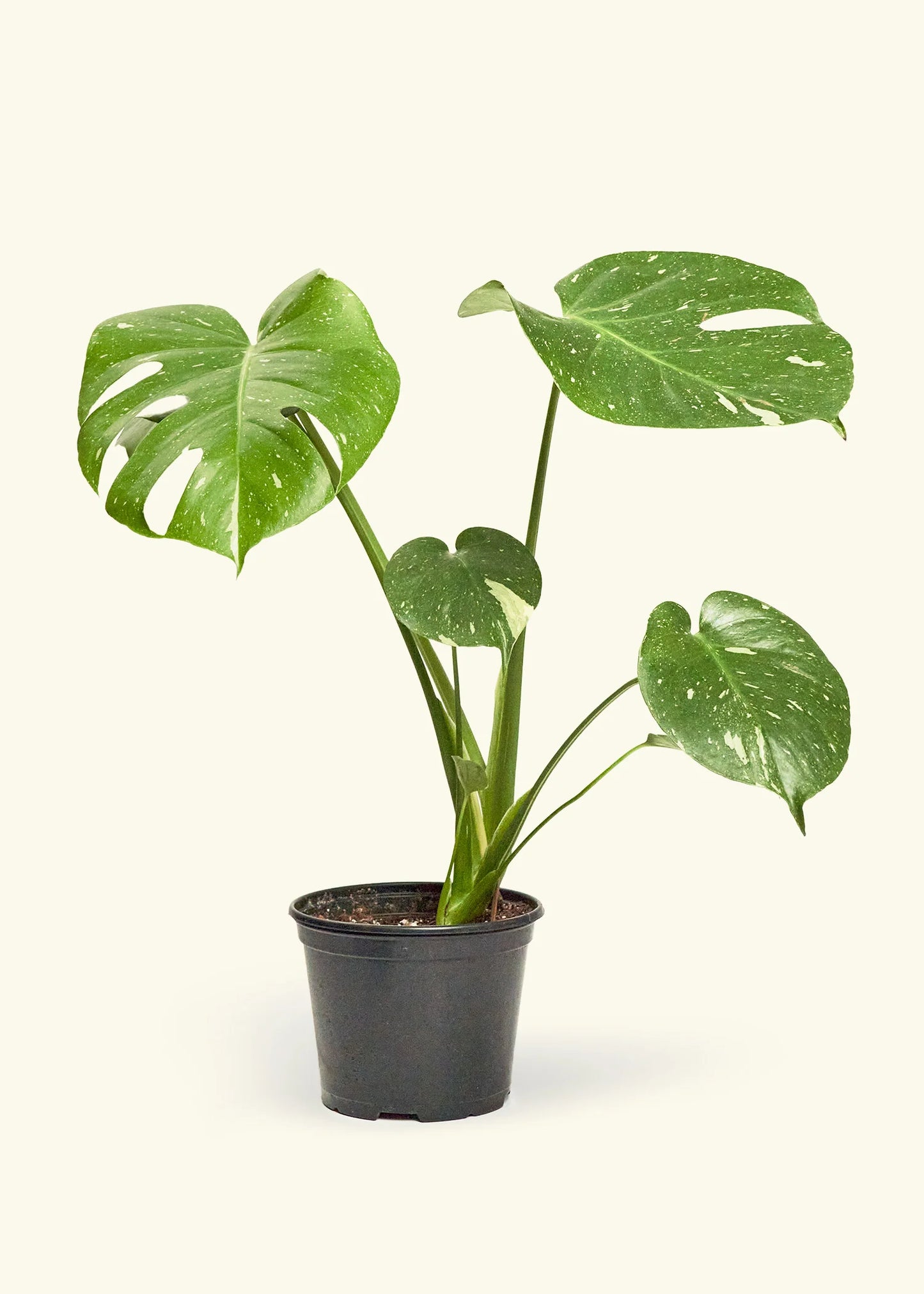 Thai Constellation Monstera