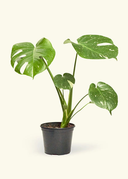 Thai Constellation Monstera
