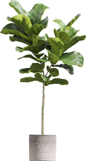 Fiddle Leave Fig Tree