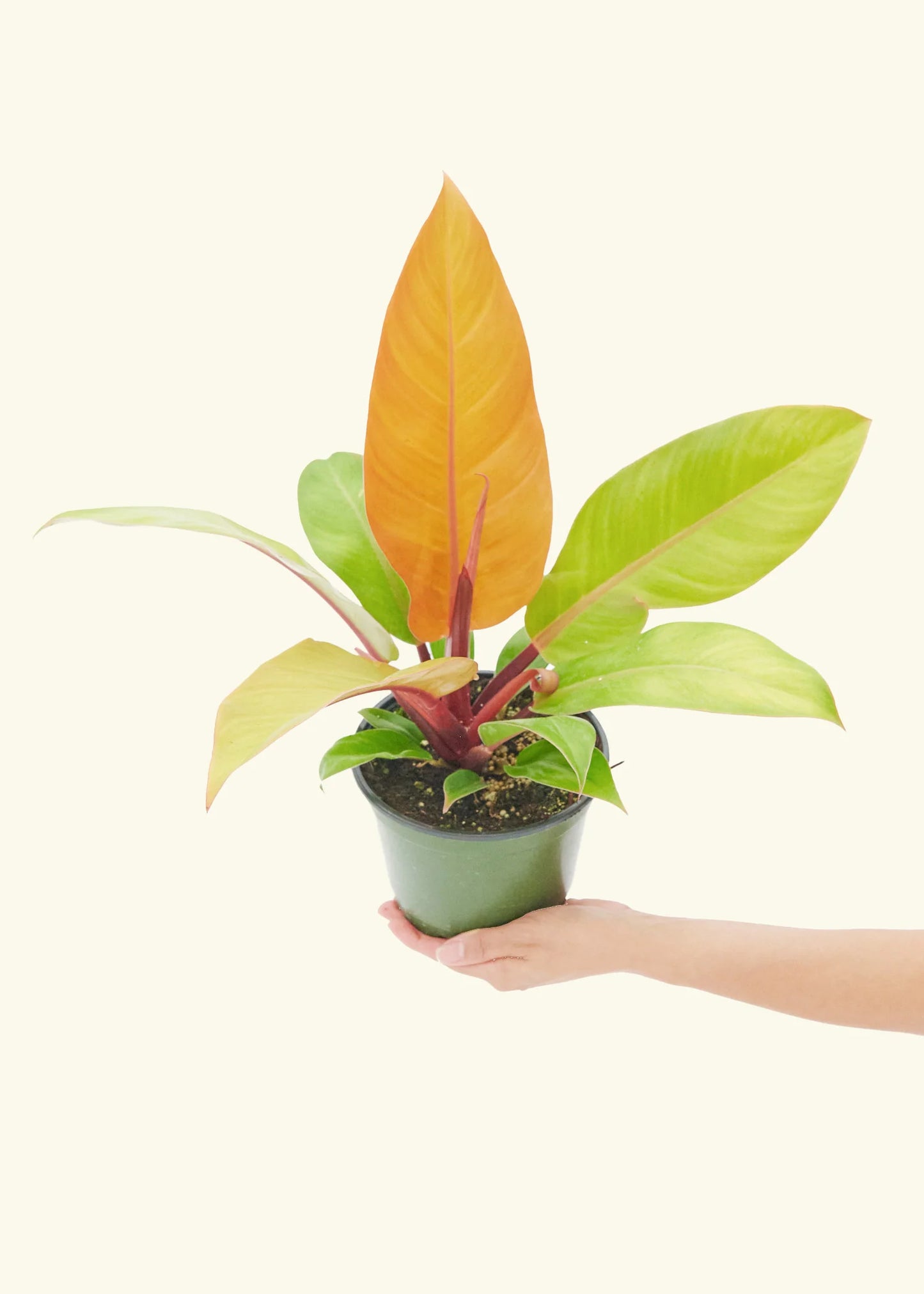 Prince of Orange Philodendron