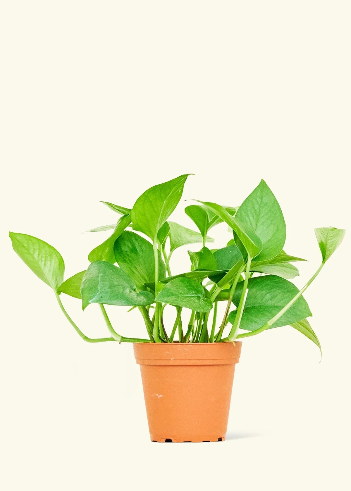 4” Pothos Plant