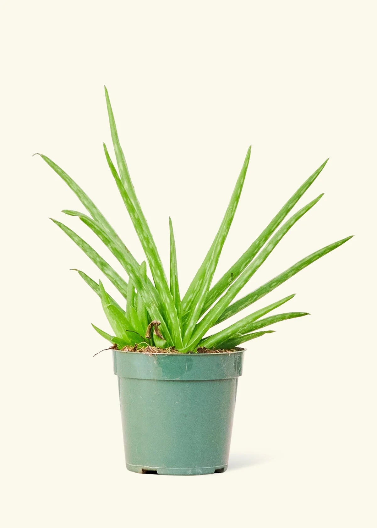 4” Aloe Vera Plant