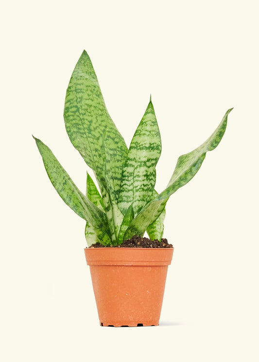 6” Snake Plant