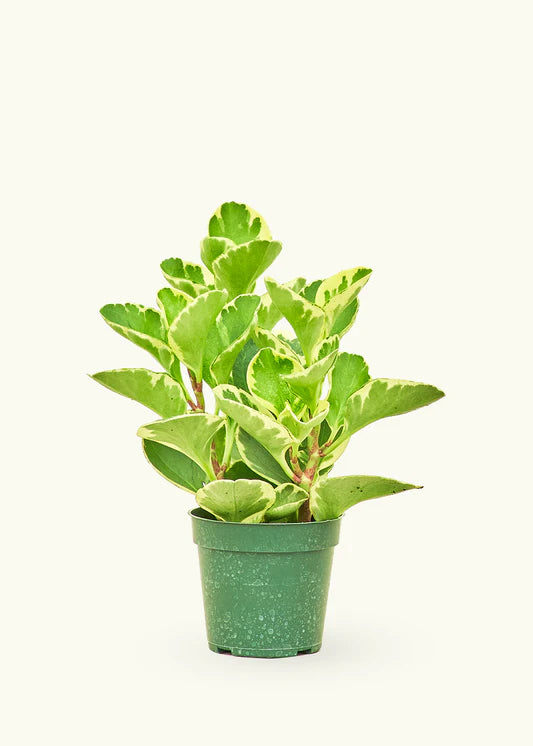 6” Peperomia