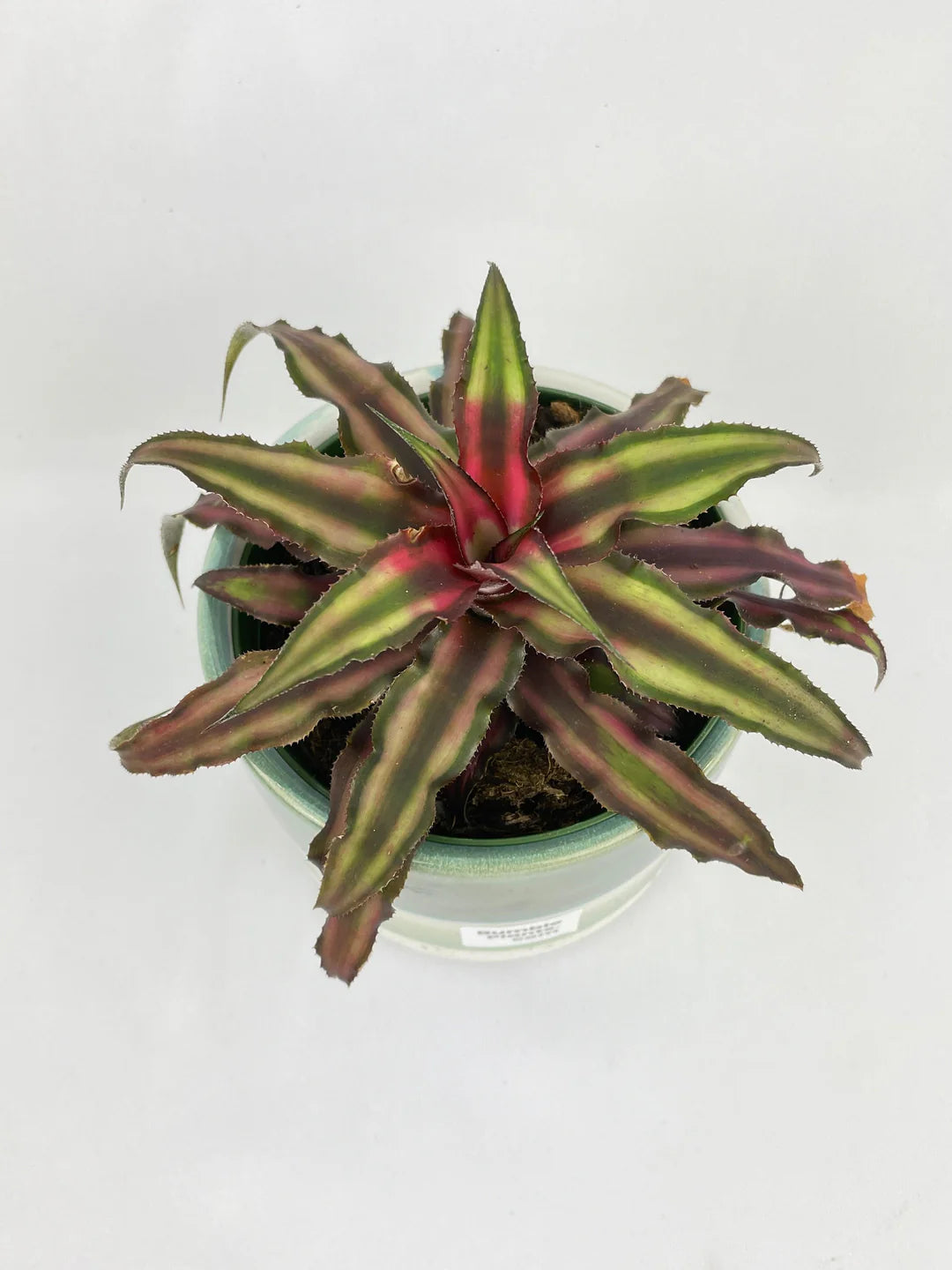 4’ Red Star Bromeliad