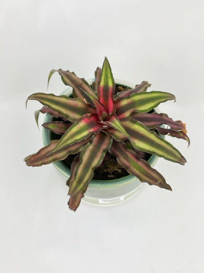4’ Red Star Bromeliad