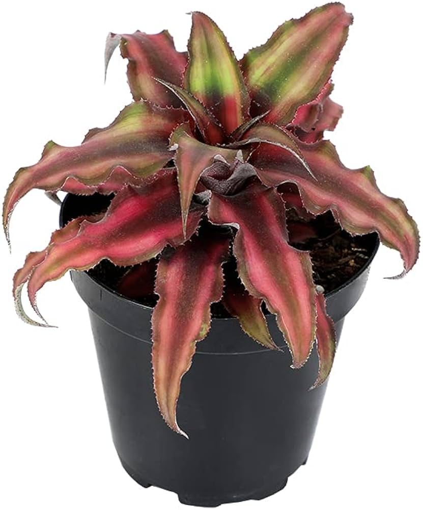 4’ Red Star Bromeliad