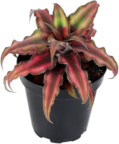 4’ Red Star Bromeliad