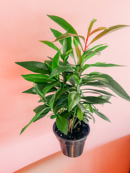4” Ardisia Humilis Plant