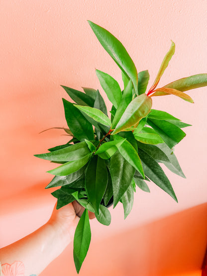 4” Ardisia Humilis Plant