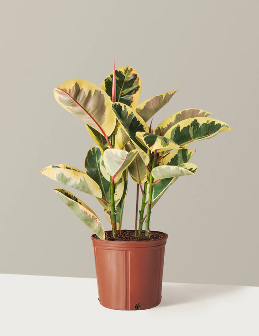 8” Tineke Ficus ( Rubber Tree)