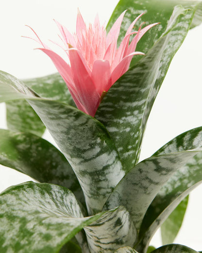 6” Bromeliad Plant