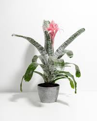 6” Bromeliad Plant