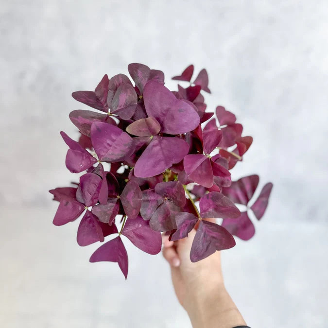 4” Oxalis ( Shamrock)