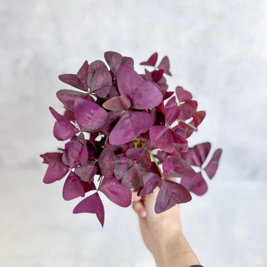 4” Oxalis ( Shamrock)