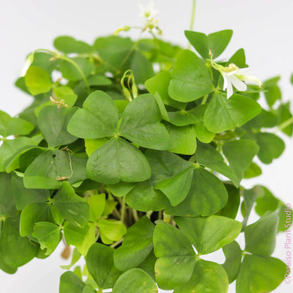 4” Oxalis ( Shamrock)