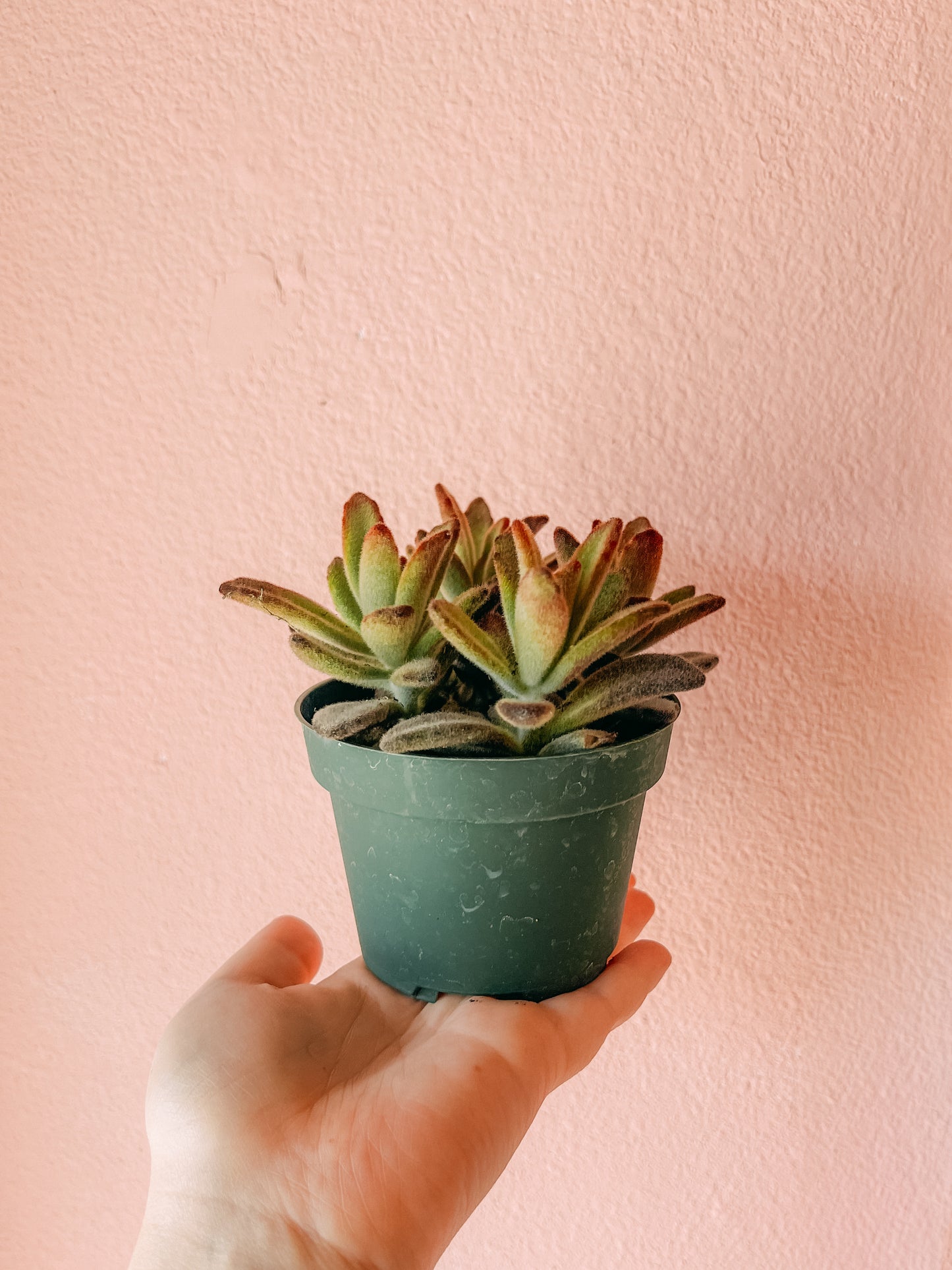 4” Panda Chocolate Plant