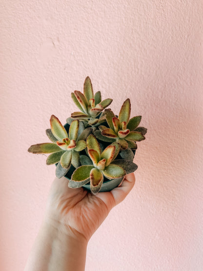 4” Panda Chocolate Plant