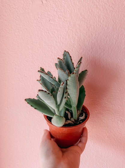 4” Panda Silver Plant