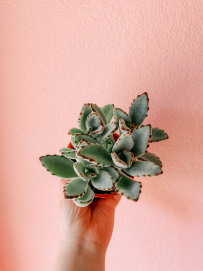 4” Panda Silver Plant