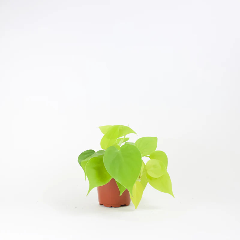 4” Lemon Philodendron Plant